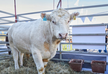 Қызылордада бақташы 9 млн теңгенің малын ұрлап, сатып жіберген