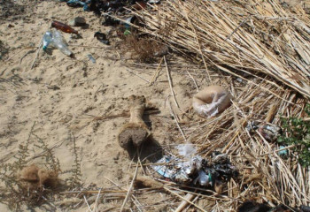 Қызылордада баққан малын сатып жүрген бақташы қамауға алынды