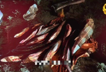 Атырауда 100 келі бекіре балығын заңсыз тасымалдаған жүргізуші анықталды