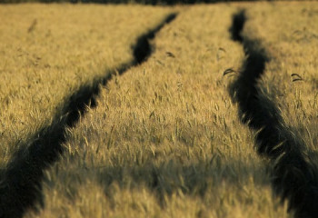 Биыл егін жинау науқанында ауа райы қолайсыз болды - АШМ