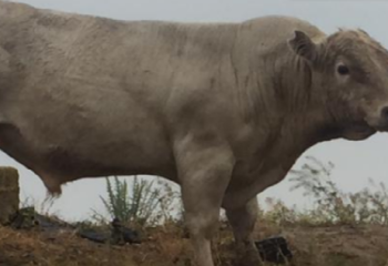 Коровы Аулиекольской породы: сколько можно заработать