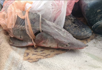 Талдықорғанда бекірені заңсыз аулаған ер адам ұсталды