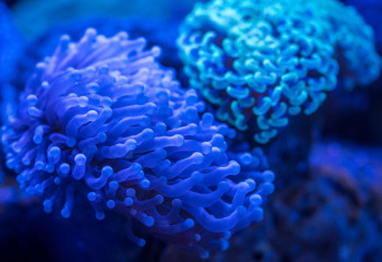 Граждане Китая незаконно выращивали рачков в съёмной квартире в Павлодаре