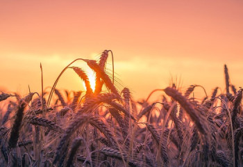 Шаруалар егініне су жеткізе алмай, қыруар шығынға батуда – сенатор