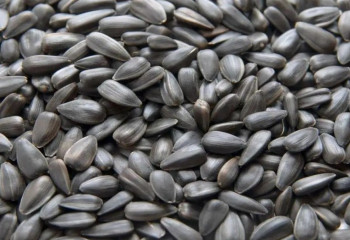 Отечественные маслозаводы готовы закупать семена подсолнечника казахстанского происхождения