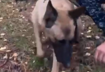 Тело заблудившейся грибницы нашли в Каркаралинске