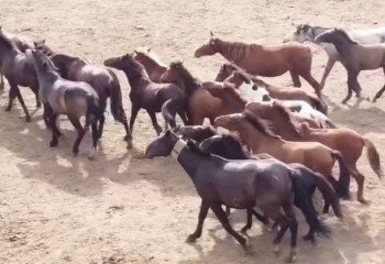 Как павлодарский металлург с помощью господдержки стал фермером