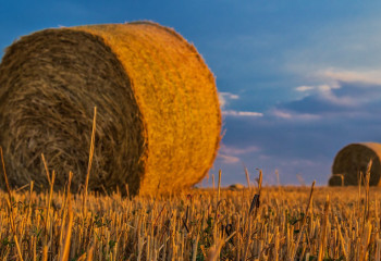 Благодаря прокурорам аграрию в СКО выплатят 2 млрд субсидий