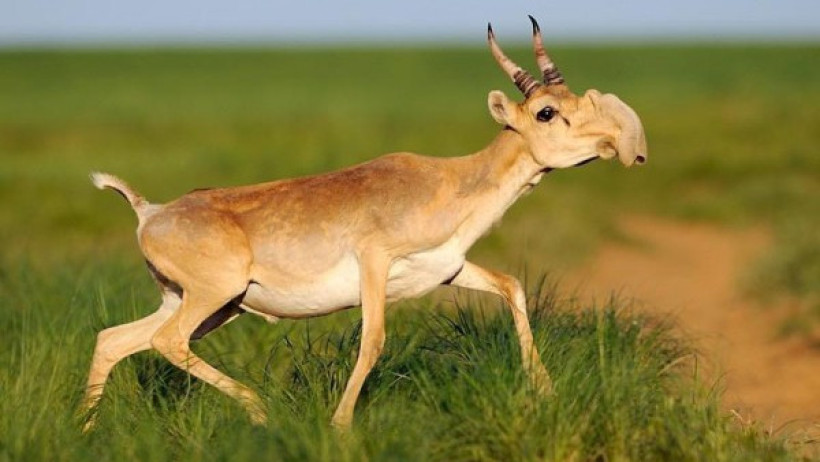  Казаавиалисоохрана 