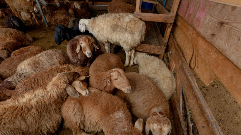  El.kz/Артем ЧУРСИНОВ 