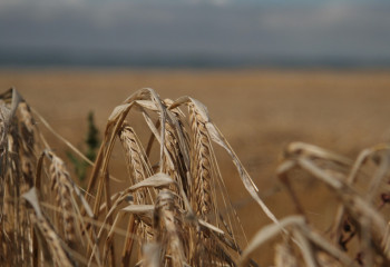 Запрет на ввоз пшеницы в Казахстан продлевают еще на полгода