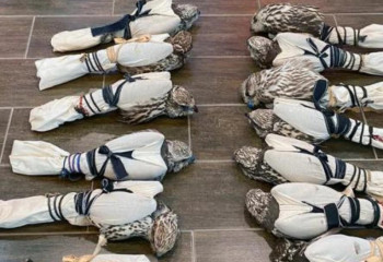 Из Казахстана пытались вывезти краснокнижных соколов на 200 млн тенге