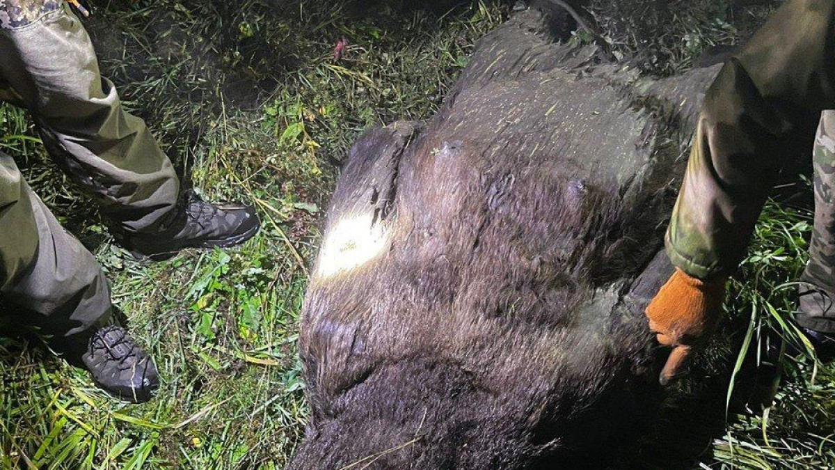 В ВКО браконьер застрелил медведя, чтобы его съесть