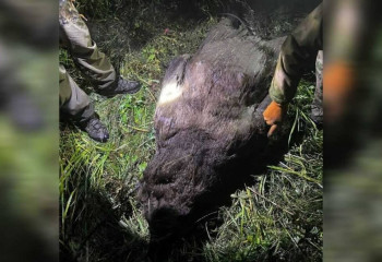 ШҚО-да аюды атқан браконьер ұсталды