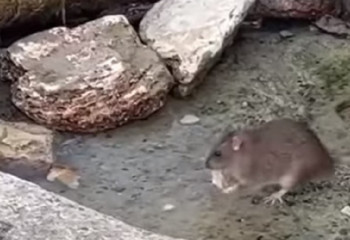 Мы столкнулись с пиковой ситуацией: о нашествии крыс высказалась главный санэпидемиолог Актау