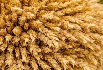 Диқандар егіннің 60%-ға жуығын жинады