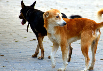 Бродячие собаки сбились в стаю и нападают на скот в Карагандинской области