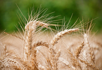 В 13 регионах Казахстана выявлен рост цен на муку - Минторговли РК