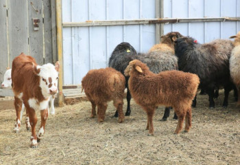 Как создают свое дело в ауле жители Жетысуской области