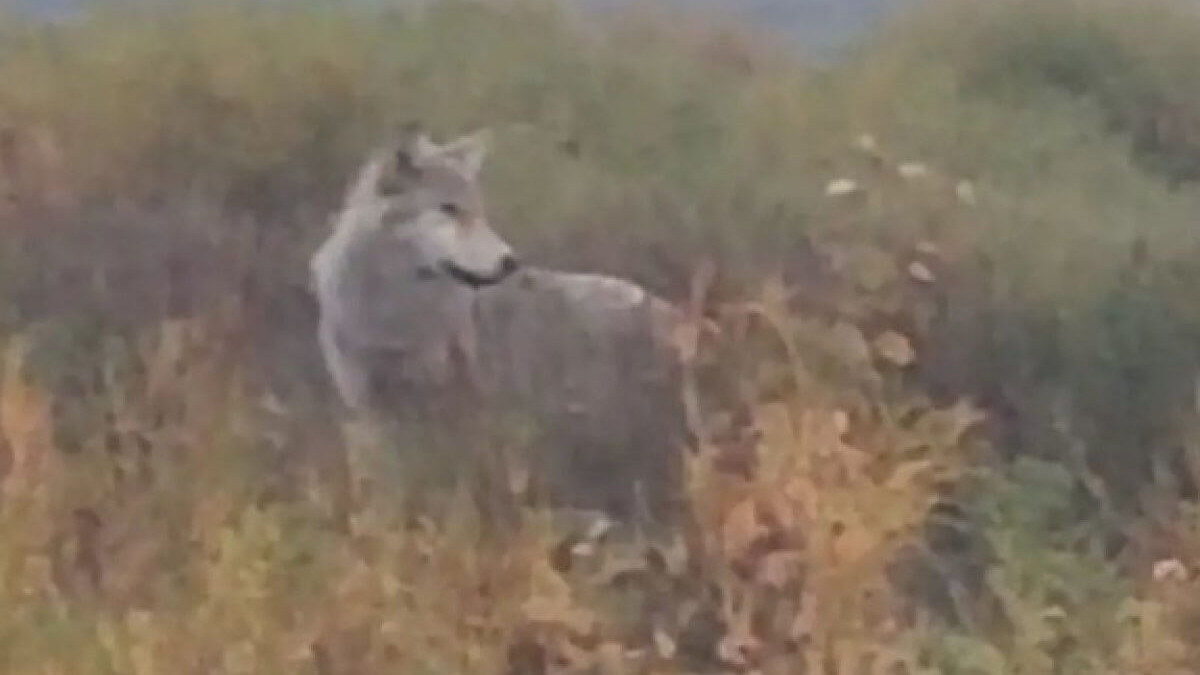 О нападении волков предупреждают сельчан Костанайской области