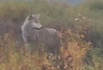 О нападении волков предупреждают сельчан Костанайской области
