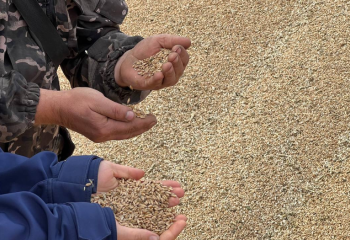 Чем помогает Минсельхоз аграриям с пострадавшим от погоды урожаем