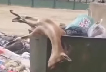 Экологтар Жаңаөзенде қоқыстан табылған жануар өлексесіне қатысты пікір білдірді