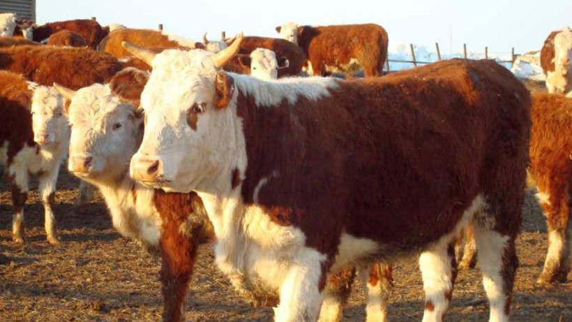  СҚО прокуратурасы 