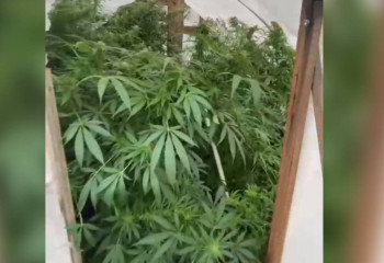 Карагандинец выращивал коноплю в теплице