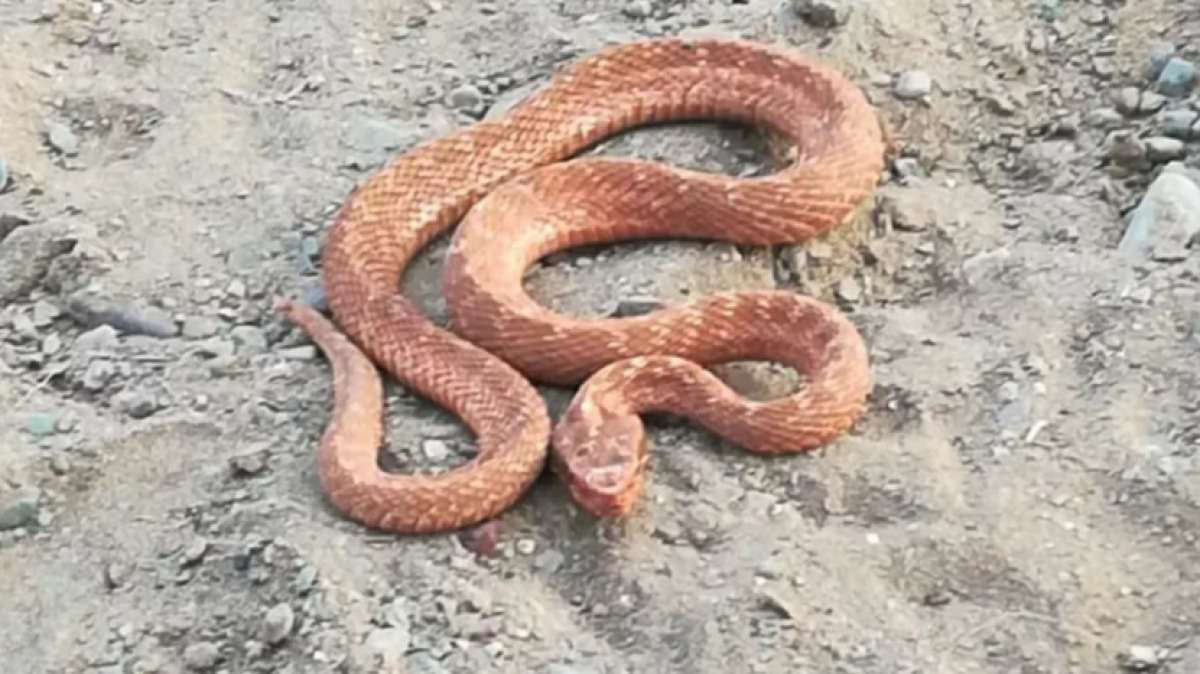 О самой распространенной ядовитой змее рассказали в Тарбагатайском нацпарке