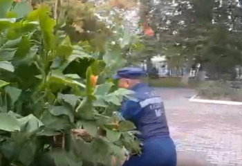 Опасную змею искали спасатели в шымкентском парке