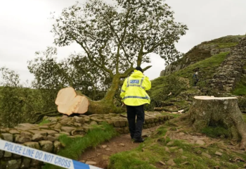 Ұлыбританияда вандалдар Робин Гуд ағашын шауып тастады