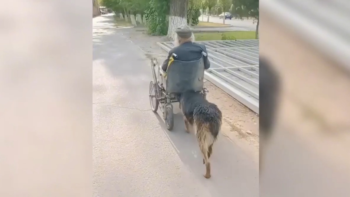 Верный пёс набросился на полицейских, которые пытались помочь его хозяину на инвалидной коляске
