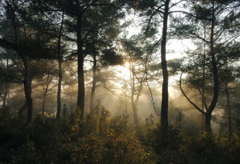 Женщина нанесла психологическую травму извращенцу и старала кумиром миллионов