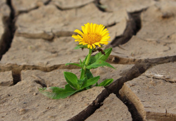 На какую помощь от государство смогут рассчитывать пострадавшие от засухи фермеры