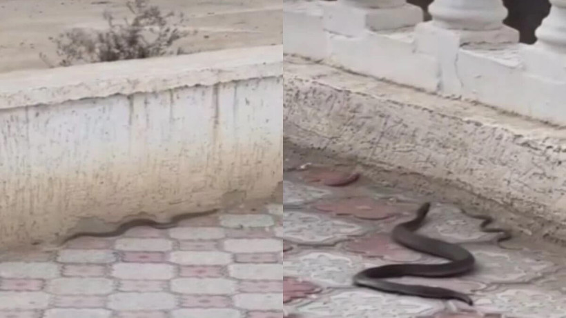  Видеодан кадр 