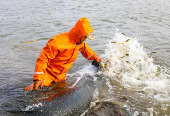 Астанада Есіл өзеніне 100 мың шабақ жіберілді