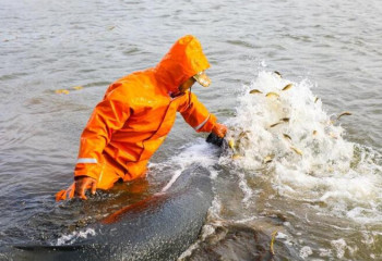 В столичную реку Есиль выпущено 100 тысяч сеголеток карпа