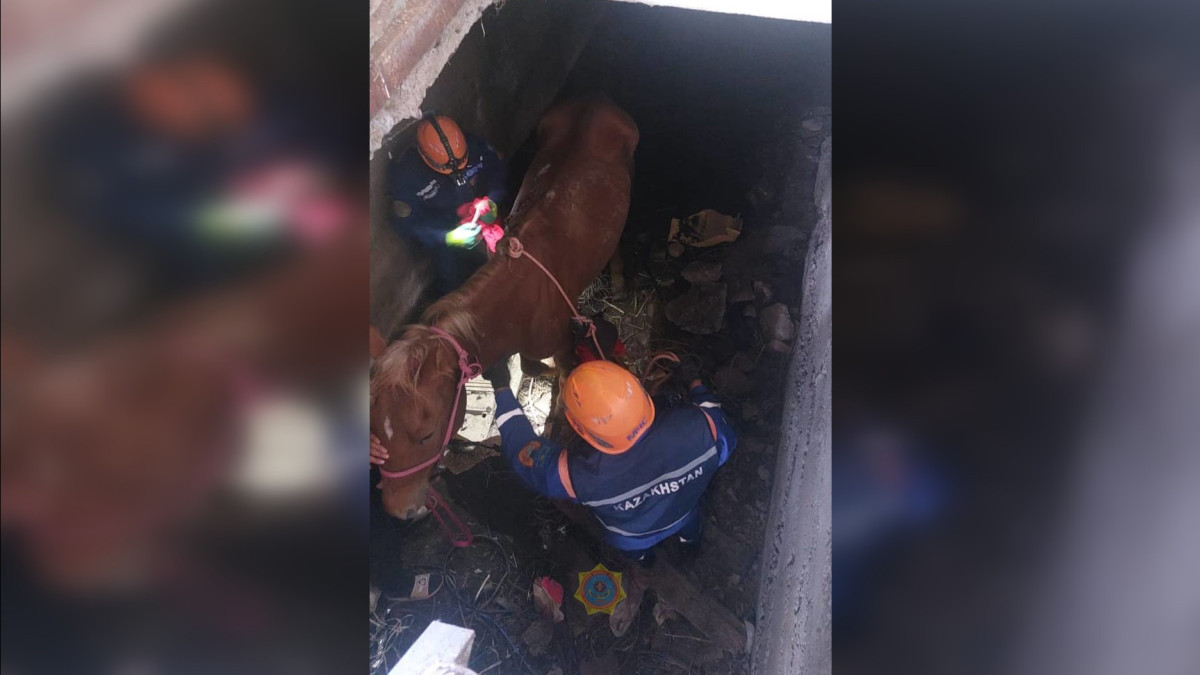 200-килограммовая лошадь упала в подвал, ее достали спасатели с помощью альпинистского снаряжения