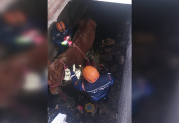 200-килограммовая лошадь упала в подвал, ее достали спасатели с помощью альпинистского снаряжения