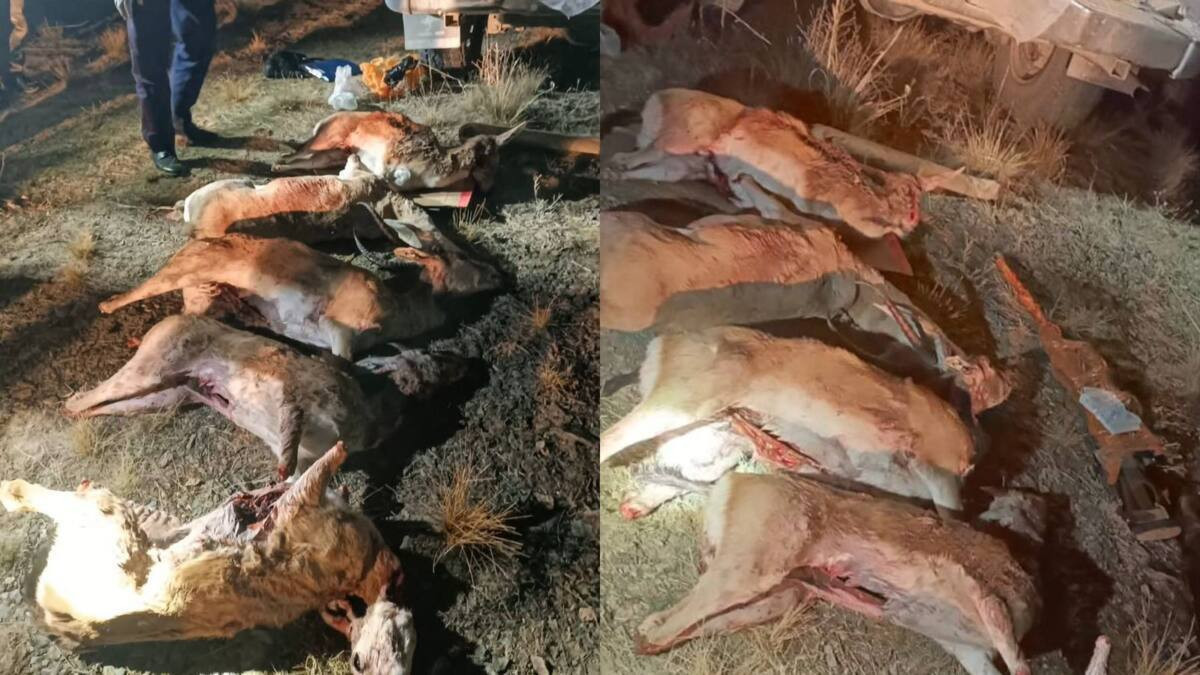 В Жамбылской области задержали браконьеров застреливших краснокнижных джейранов