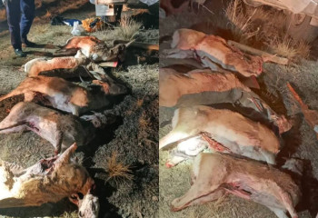 В Жамбылской области задержали браконьеров застреливших краснокнижных джейранов