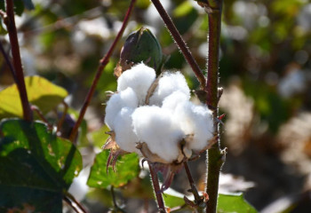 Свыше 44 тонн хлопка планируется собрать только в одном из районов Туркестанской области