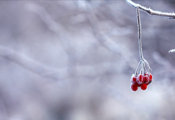 Ветер и заморозки ожидаются во всех регионах Казахстана