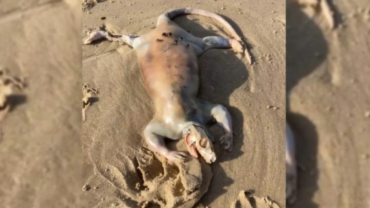 Жуткое существо с человеческими руками обнаружил гулявший по пляжу мужчина