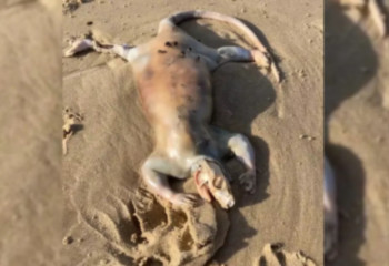 Жуткое существо с человеческими руками обнаружил гулявший по пляжу мужчина