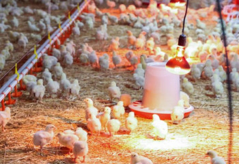 Стремительно развивается птицеводство в одном из районов Жамбылской области