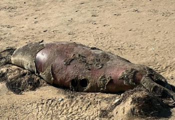 Каспий жағалауынан отызға жуық итбалық пен бекірелер табылды