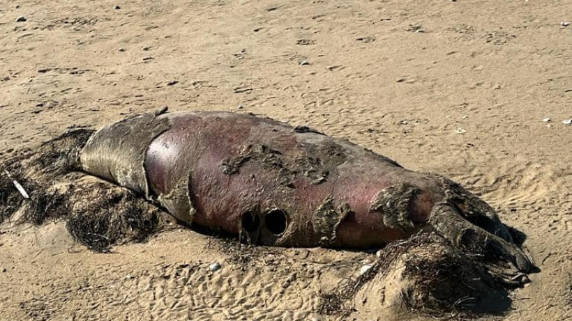  Балық шаруашылығы комитеті 