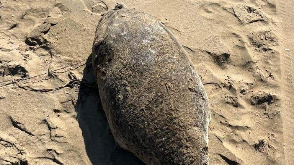 25 мертвых тюленей вновь нашли на берегу Каспия